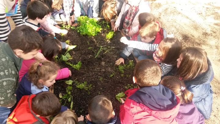 huertoinfantillanaranjacepaim