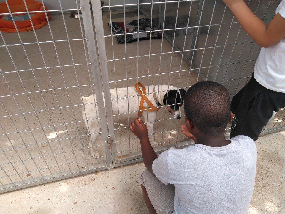 Las colonias urbanas del CEIP Andrés Baquero en Murcia visitan el proyecto de protección de animales “Perros Abandona2”