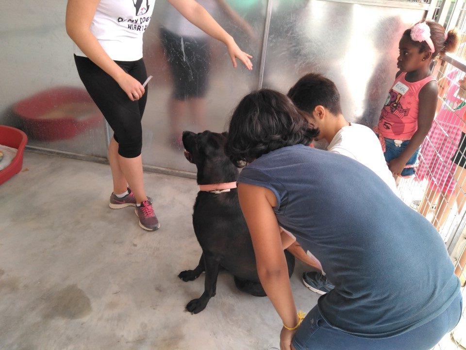 Las colonias urbanas del CEIP Andrés Baquero en Murcia visitan el proyecto de protección de animales “Perros Abandona2”