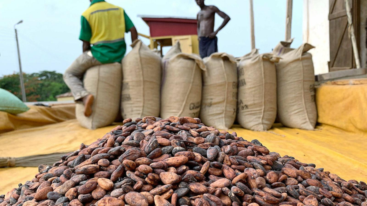 granos de cacao en primer plano y al fondo sacos y dos personas negras