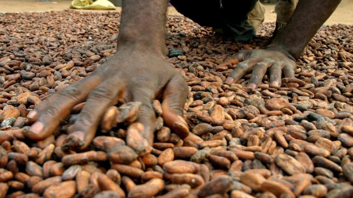 manos en el suelo sobre granos de cacao